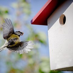 Blaumeise fliegt auf einen Nistkasten zu