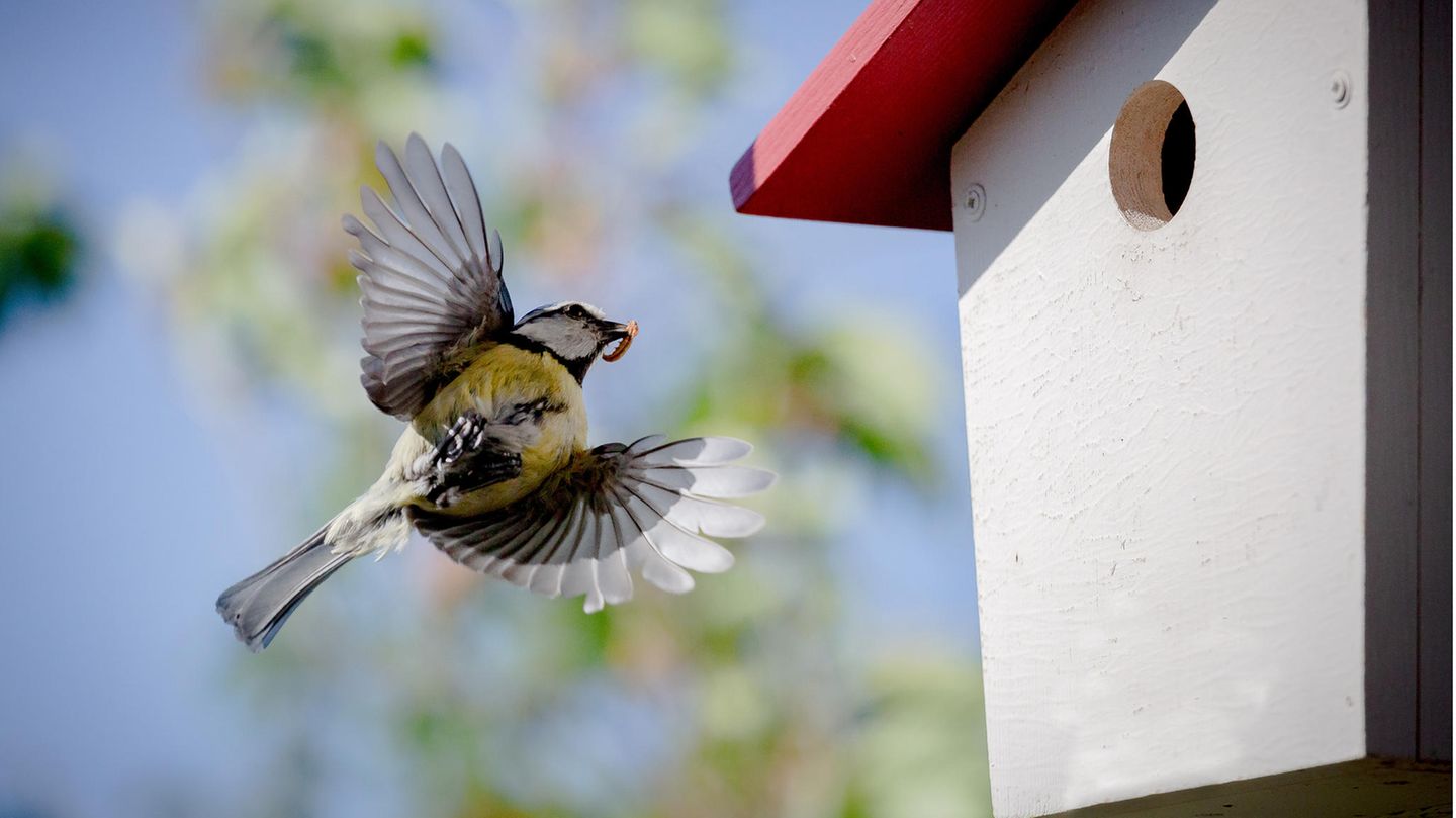 Blaumeise fliegt auf einen Nistkasten zu