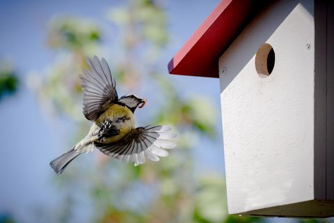 Blaumeise fliegt auf einen Nistkasten zu