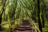 Garajonay Nationalpark, La Gomera