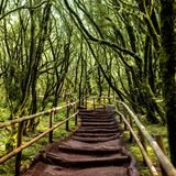 Garajonay Nationalpark, La Gomera