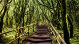 Garajonay Nationalpark, La Gomera