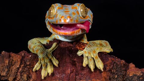 Geckos können sich selbst erkennen - [GEO]