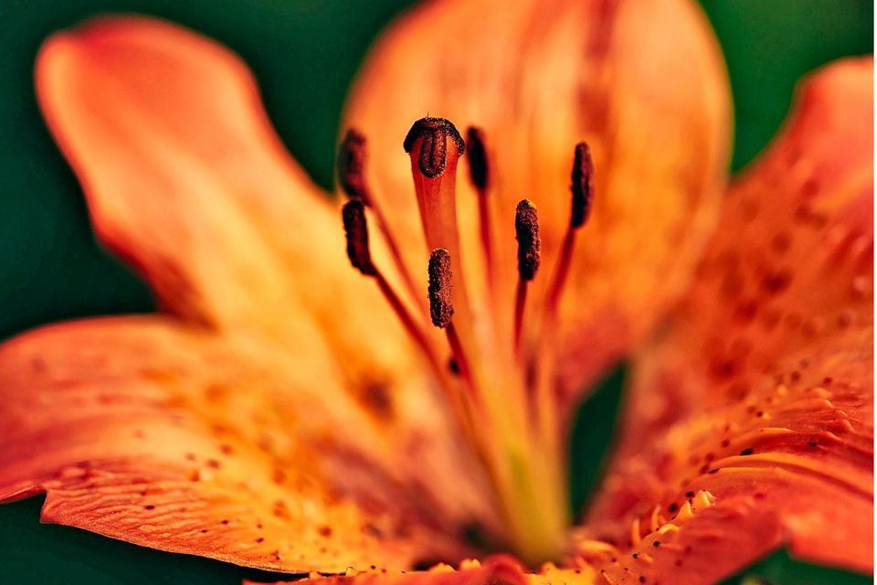 Das flammende Orangerot der Feuerlilie bringt eine ungewohnte Exotik nach Norddeutschland
