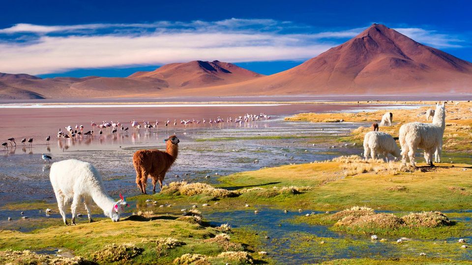 Salz so weit das Auge reicht: Ein hoher Mineralgehalt und eine bestimmte Algenart verleihen dem See Laguna Colorada eine rote Färbung Ein hoher Mineralgehalt und eine bestimmte Algenart verleihen dem See Laguna Colorada eine rote Färbung