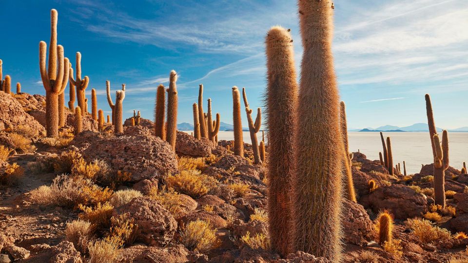 Salz so weit das Auge reicht: Mitten im weißen Salzmeer erhebt sich die Insel "Incahuasi", ein Überbleibsel vulkanischer Aktivität Mitten im weißen Salzmeer erhebt sich die Insel "Incahuasi", ein Überbleibsel vulkanischer Aktivität