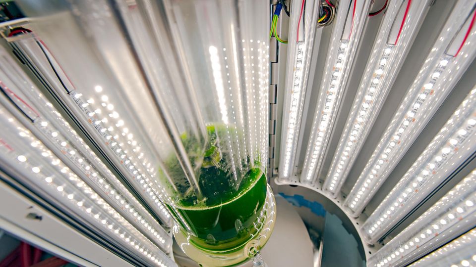 Photobioreaktor an der TUM Photobioreaktor an der TUM