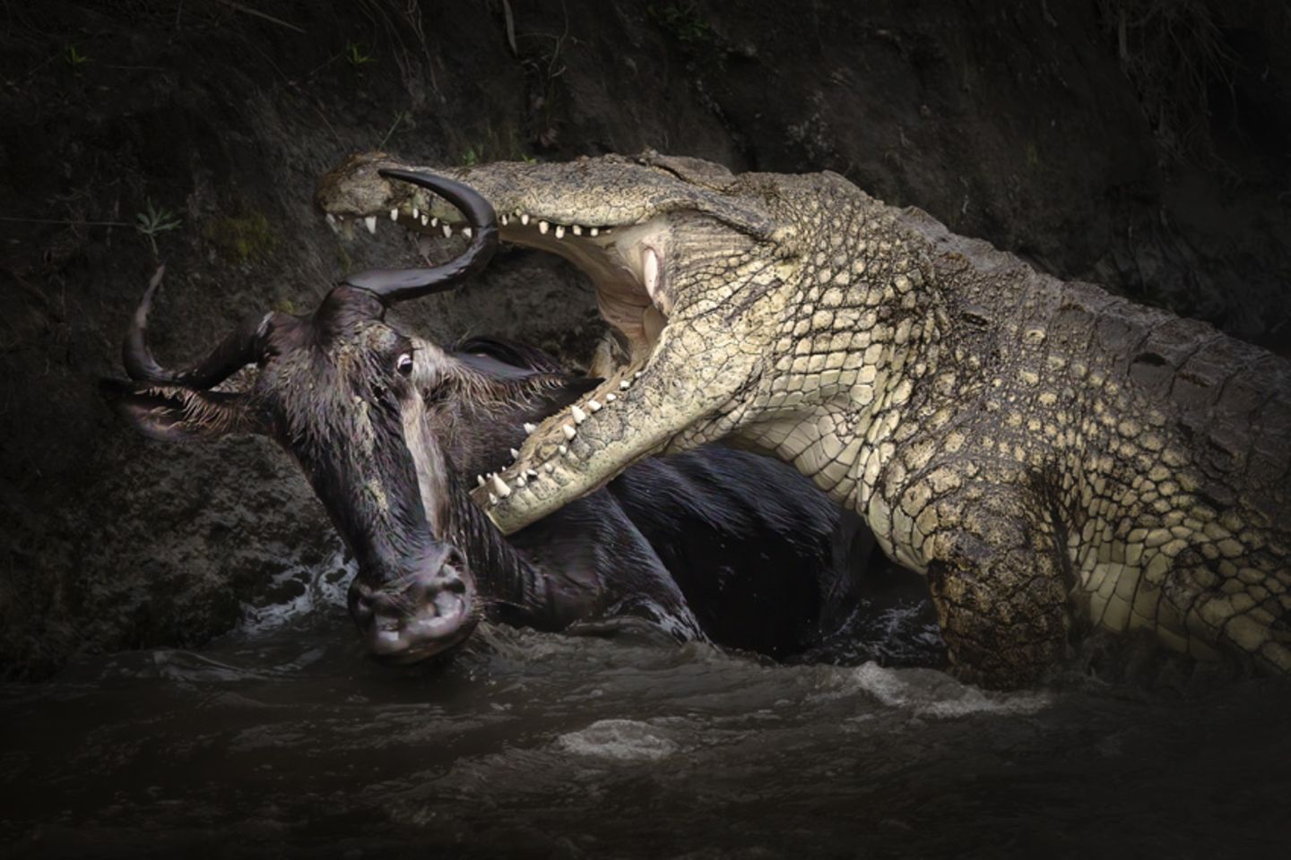 Photographer Name: Zhu Zhu  Image Name: Life or Death  Year: 2023  Series Name: Nature East Africa  Series Description: For three years I have been photographing wildlife, primarily in Kenya, and documenting the Great Migration. In this time I have witnessed the impact of climate change and human activity on the ecological environment during the Covid pandemic. Over the first year of the pandemic, Masai Mara National Reserve’s wildlife became significantly more comfortable, with less disturbance from global tourists. The migration of animals across the river in 2020 was also the most spectacular in recent years. Due to the unpredictability of the event, photographing wildebeest herds crossing a river remains difficult, though, and a single great shot can take several weeks of patience and dedication.