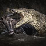 Photographer Name: Zhu Zhu  Image Name: Life or Death  Year: 2023  Series Name: Nature East Africa  Series Description: For three years I have been photographing wildlife, primarily in Kenya, and documenting the Great Migration. In this time I have witnessed the impact of climate change and human activity on the ecological environment during the Covid pandemic. Over the first year of the pandemic, Masai Mara National Reserve’s wildlife became significantly more comfortable, with less disturbance from global tourists. The migration of animals across the river in 2020 was also the most spectacular in recent years. Due to the unpredictability of the event, photographing wildebeest herds crossing a river remains difficult, though, and a single great shot can take several weeks of patience and dedication.