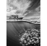 Photographer Name: Martin Broen  Image Name: Below the Surface  Year: 2023  Image Description: A split shot of the mobula ray fever cruising below the surface.  Series Name: Mobula Ray Fever  Series Description: A series of photographs taken below, above and within the water during the annual mobula ray migration in Baja California. The ray fever creates intriguing dynamic patterns and textures underwater, in contrast to the individual jumps outside the water.