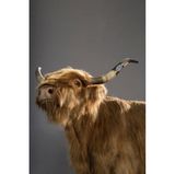 Photographer Name: Julia Christe  Image Name: Blondy  Year: 2023  Image Description: Blondy the cow.  Series Name: Beautiful Animals  Series Description: This series considers the idea that for centuries humans have used tags and rings to identify livestock, and decorated horses, meanwhile dogs have to wear a collar, which is not only practical, but increasingly like a chic piece of jewellery. In the beginning I didn’t really know if it would work well. Would it look too contrived? Maybe kind of kitschy?