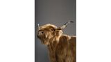 Photographer Name: Julia Christe  Image Name: Blondy  Year: 2023  Image Description: Blondy the cow.  Series Name: Beautiful Animals  Series Description: This series considers the idea that for centuries humans have used tags and rings to identify livestock, and decorated horses, meanwhile dogs have to wear a collar, which is not only practical, but increasingly like a chic piece of jewellery. In the beginning I didn’t really know if it would work well. Would it look too contrived? Maybe kind of kitschy?