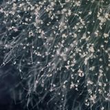 Photographer Name: Masahiro Fujita  Image Name: Mould Cosmos 1  Year: 2023  Image Description: I took this photograph to show the beauty of moulds, which are often disliked, but exist all around us.  Series Name: Mould Cosmos  Series Description: Mould is a common and widely hated feature of life. However, very few people recognise how important it is for the ecosystem, which is why I created this series. Taken over a one-year period, my goal is to reveal the unknown aspects and beauty of mould, by photographing different moulds growing in an agar medium.