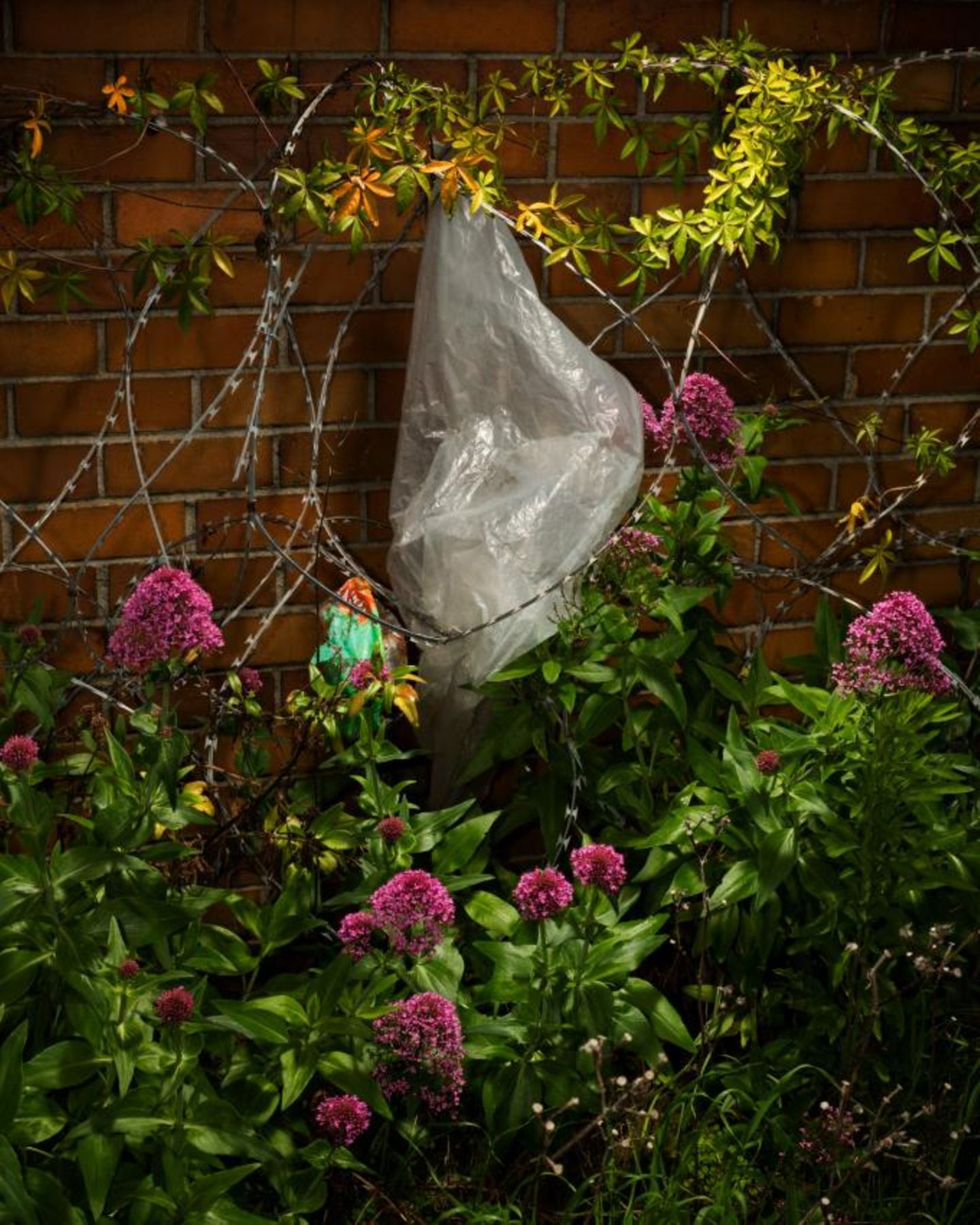 Photographer Name: Dillon Marsh  Image Name: Arcadia Place 5  Year: 2023  Image Description: In late 2022 I visited this overgrown plot near to where I live in Observatory, Cape Town.  Series Name: Arcadia Place  Series Description: A few years ago, an old retirement home in my neighbourhood was demolished to make way for a larger home for the aged. However, the construction has been delayed and the plot of land left to its own devices. An array of weeds has now sprung up among the rubble, interweaving with the wild growth of the surviving flora of the original gardens. High walls hide the plot from the busy streets that surround it, but the presence of humans is evident in the scattering of wind-blown rubbish that rests amongst the foliage. This still feels like a protected space, though, and has even become home to a colony of bees. The old retirement home was called Arcadia Place, a name that suggests a peaceful pastoral setting. This seems even more appropriate now, although construction will eventually begin and this inadvertent sanctuary will come to an end.