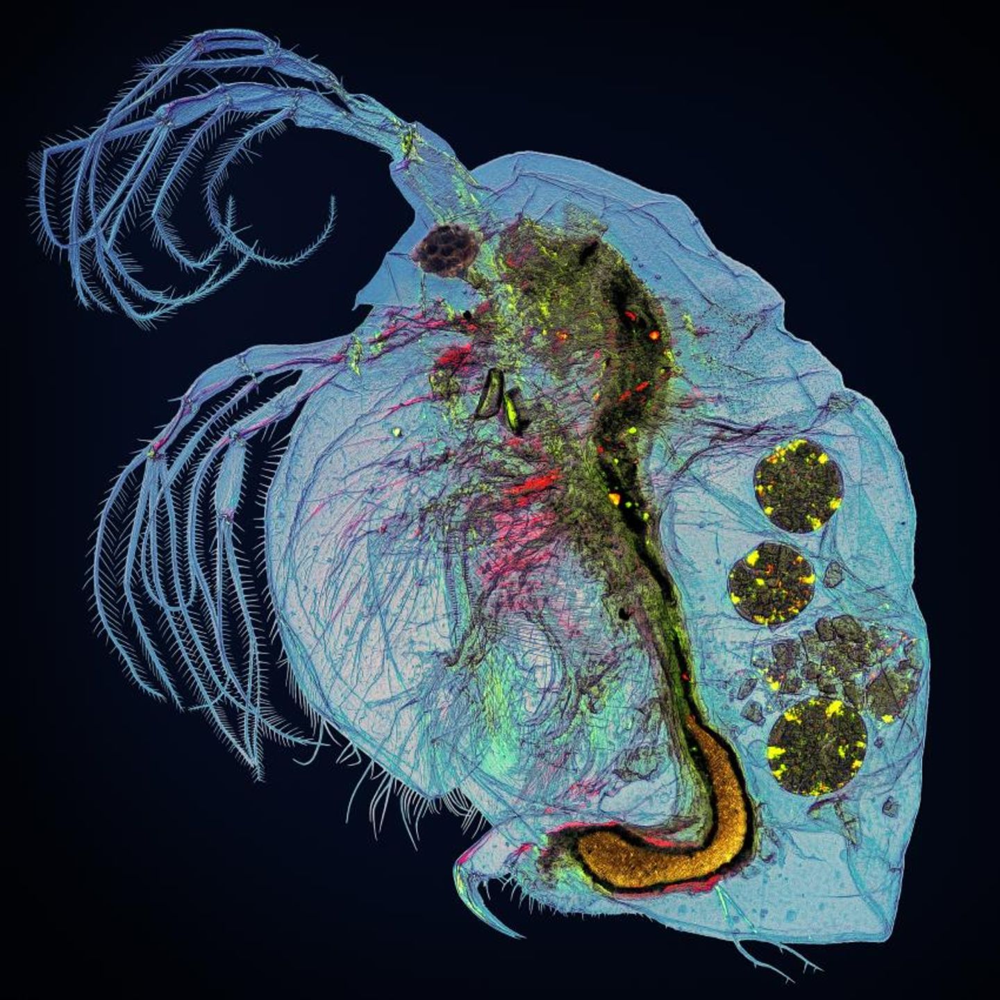 Photographer Name: Adalbert Mojrzisch  Image Name: Water Flea (4x)  Year: 2023  Image Description: Water flea in polarised light.  Series Name: Small Backlit Animals  Series Description: Small, inconspicuous, mostly grey insects, spiders and crabs reveal many colours and interesting structures under high magnification and polarised backlight. All of these high-resolution photographs were taken through a microscope using a self-made setup, and the raw images were processed, stacked and retouched.