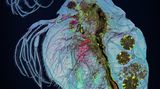 Photographer Name: Adalbert Mojrzisch  Image Name: Water Flea (4x)  Year: 2023  Image Description: Water flea in polarised light.  Series Name: Small Backlit Animals  Series Description: Small, inconspicuous, mostly grey insects, spiders and crabs reveal many colours and interesting structures under high magnification and polarised backlight. All of these high-resolution photographs were taken through a microscope using a self-made setup, and the raw images were processed, stacked and retouched.