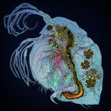 Photographer Name: Adalbert Mojrzisch  Image Name: Water Flea (4x)  Year: 2023  Image Description: Water flea in polarised light.  Series Name: Small Backlit Animals  Series Description: Small, inconspicuous, mostly grey insects, spiders and crabs reveal many colours and interesting structures under high magnification and polarised backlight. All of these high-resolution photographs were taken through a microscope using a self-made setup, and the raw images were processed, stacked and retouched.