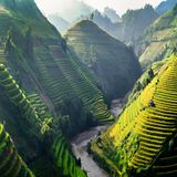 Reisterassen an Bergen