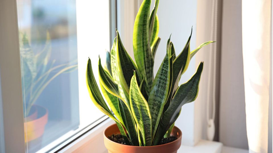 Bogenhanf, Sansevieria, auf der Fensterbank Bogenhanf, Sansevieria, auf der Fensterbank