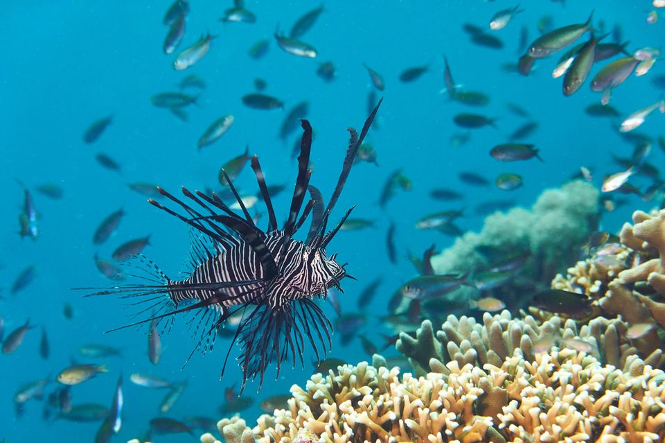 Pazifischer Rotfeuerfisch auf der Jagd im Korallenriff