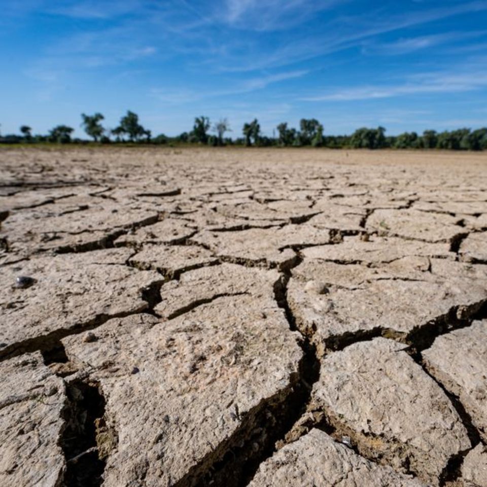Folgen eines heißen Sommers: Das Flußbett der Donau ist ausgetrocknet