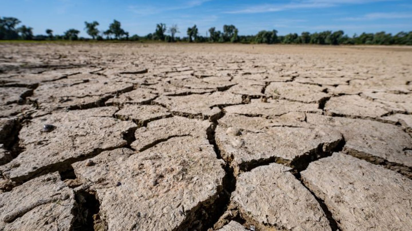 Folgen eines heißen Sommers: Das Flußbett der Donau ist ausgetrocknet