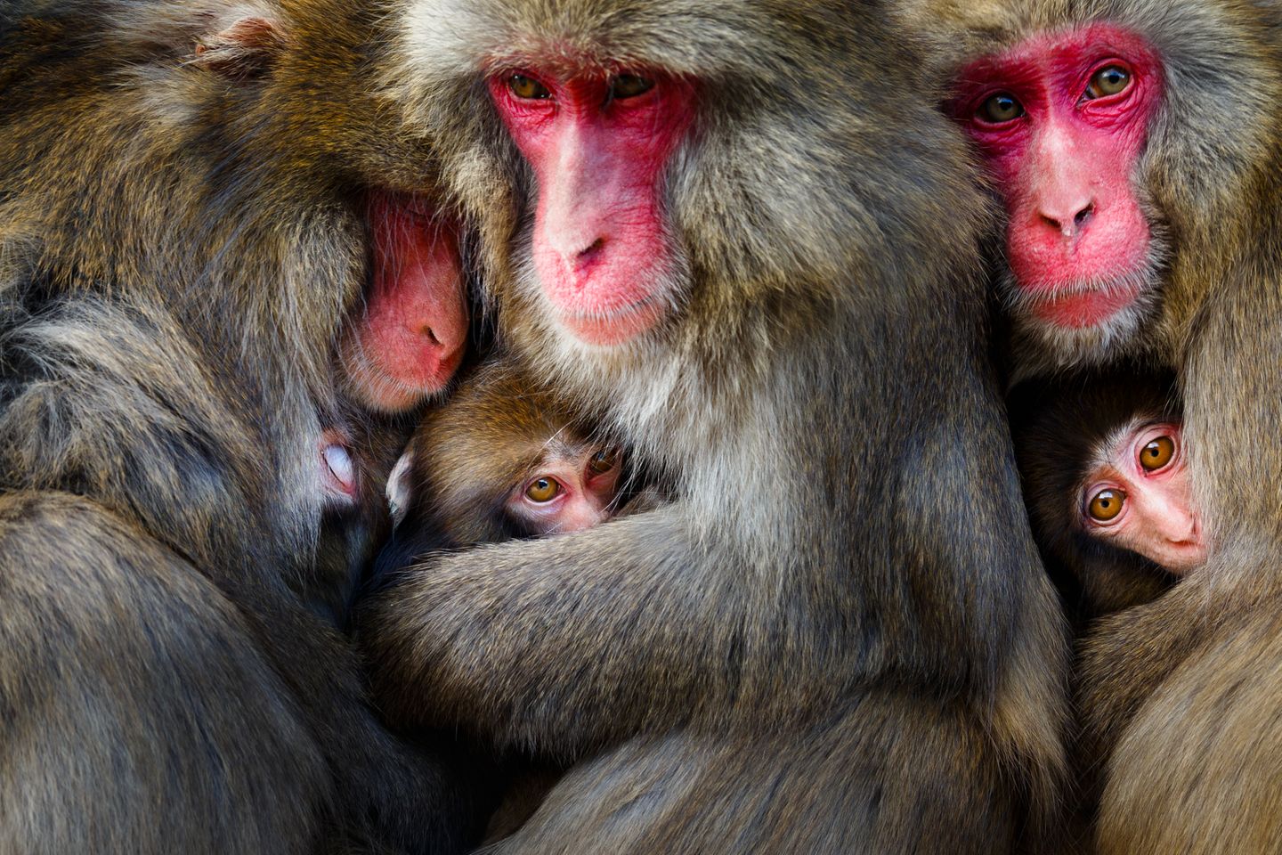 Gewinner der Kategorie "Säugetiere": Hidetoshi Ogata GOLD: HIDETOSHI OGATA, JAPAN Japanese macaques on Awaji Island in Japan form huddles consisting of many individual monkeys, sometimes reaching more than thirty. In other places, huddles are usually made up of just a few, rarely more than ten. Cuddling and grooming are among several possible reasons for making a huddle. It begins with the mother and baby cuddling. Other females and young males then join in, as well as other cuddling groups. This photo captures a rare moment during the lactation season when three pairs of monkeys have formed a huddle after grooming. Most Awaji monkeys are non-aggressive and when they are raising their babies, mothers create individual communities that have no social hierarchies.