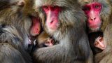 GOLD: HIDETOSHI OGATA, JAPAN  Japanese macaques on Awaji Island in Japan form huddles consisting of many individual monkeys, sometimes reaching more than thirty. In other places, huddles are usually made up of just a few, rarely more than ten. Cuddling and grooming are among several possible reasons for making a huddle. It begins with the mother and baby cuddling. Other females and young males then join in, as well as other cuddling groups. This photo captures a rare moment during the lactation season when three pairs of monkeys have formed a huddle after grooming. Most Awaji monkeys are non-aggressive and when they are raising their babies, mothers create individual communities that have no social hierarchies.