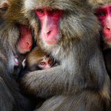 GOLD: HIDETOSHI OGATA, JAPAN  Japanese macaques on Awaji Island in Japan form huddles consisting of many individual monkeys, sometimes reaching more than thirty. In other places, huddles are usually made up of just a few, rarely more than ten. Cuddling and grooming are among several possible reasons for making a huddle. It begins with the mother and baby cuddling. Other females and young males then join in, as well as other cuddling groups. This photo captures a rare moment during the lactation season when three pairs of monkeys have formed a huddle after grooming. Most Awaji monkeys are non-aggressive and when they are raising their babies, mothers create individual communities that have no social hierarchies.