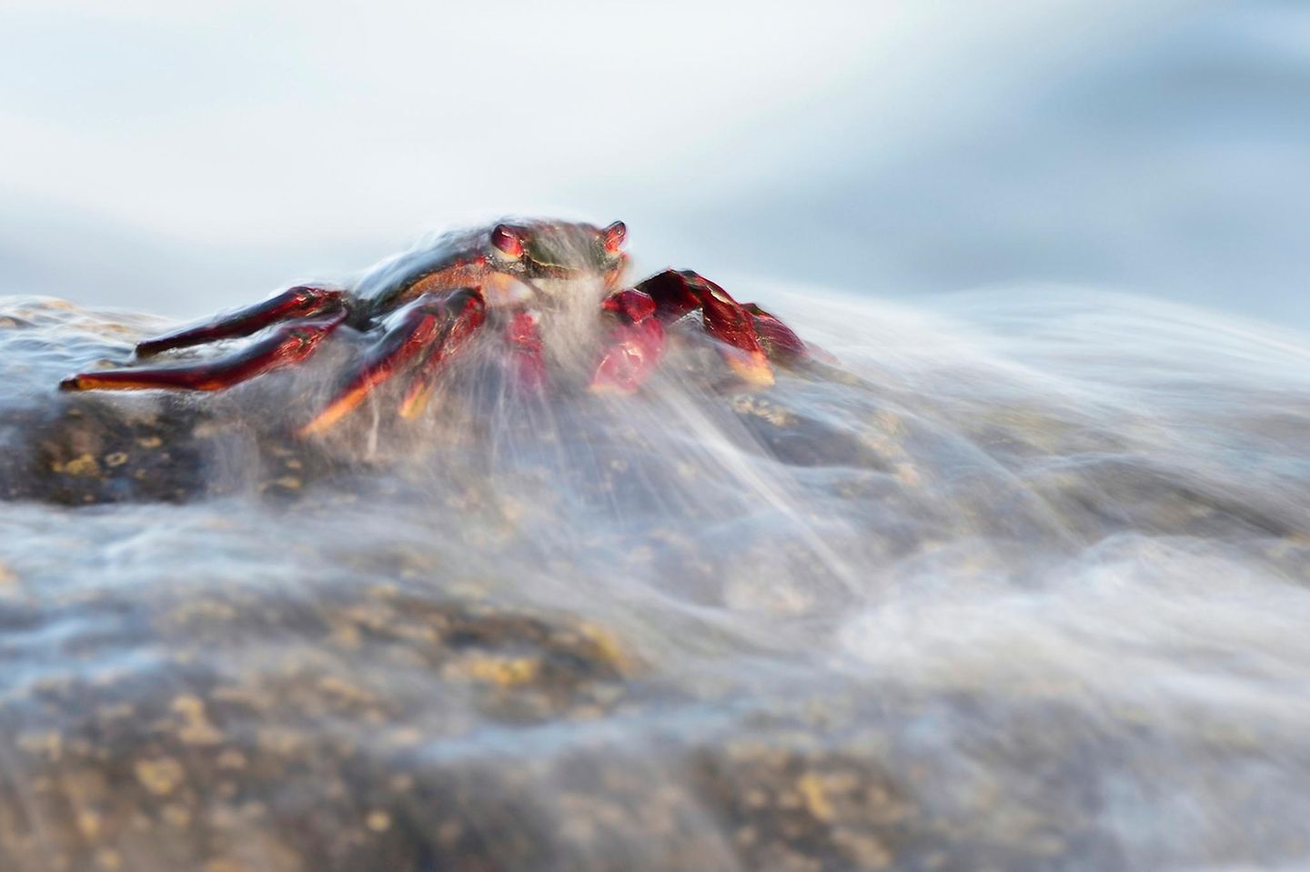 Gewinner der Kategorie "Wirbellose": Javier Herranz Casellas GOLD: JAVIER HERRANZ CASELLAS, SPAIN A red crab (Grapsus adscensionis) appears surrounded by a thin curtain of water produced by the waves of the sea when it hits the rocks in which it looks for the small crustaceans and plants on which it feeds. La Gomera Island, Spain.