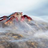 GOLD: JAVIER HERRANZ CASELLAS, SPAIN  A red crab (Grapsus adscensionis) appears surrounded by a thin curtain of water produced by the waves of the sea when it hits the rocks in which it looks for the small crustaceans and plants on which it feeds. La Gomera Island, Spain.