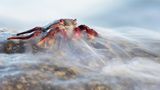 GOLD: JAVIER HERRANZ CASELLAS, SPAIN  A red crab (Grapsus adscensionis) appears surrounded by a thin curtain of water produced by the waves of the sea when it hits the rocks in which it looks for the small crustaceans and plants on which it feeds. La Gomera Island, Spain.