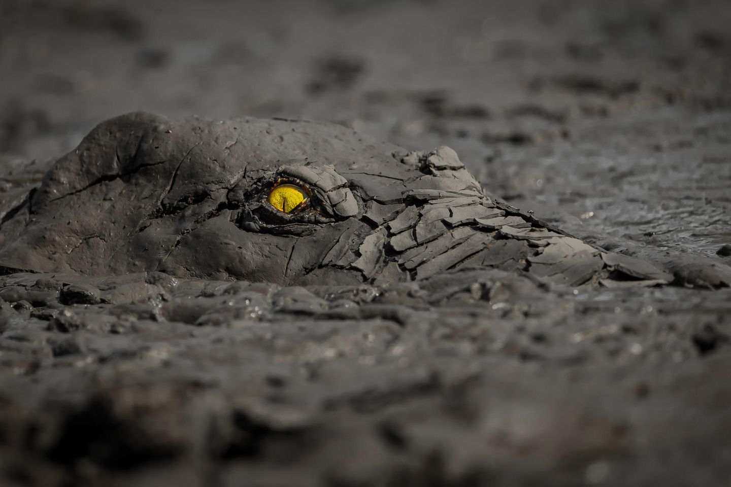 JENS CULLMANN, GERMANY - GOLD WINNER AND GRAND PRIZE OF WORLD NATURE PHOTOGRAPHER OF THE YEAR  This photograph is the result of my staking out the largest pool in Mana Pools National Park, Zimbabwe, at a time when an extended drought had reduced the pool to rapidly-drying mud. I had to be very careful not to disturb the crocodile, even though it was buried in dry mud. They will launch themselves with tremendous speed and power at any animal foolish enough to come too close.  During the dry season, temperatures can reach 45 degrees Celsius and crocodiles will attempt to reduce their body temperature by burying themselves in mud. A giant crocodile such as this one could survive submerged for month without eating, by living off its fat reserves. This is a process known as aestivation. 
