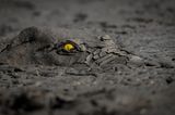 JENS CULLMANN, GERMANY - GOLD WINNER AND GRAND PRIZE OF WORLD NATURE PHOTOGRAPHER OF THE YEAR  This photograph is the result of my staking out the largest pool in Mana Pools National Park, Zimbabwe, at a time when an extended drought had reduced the pool to rapidly-drying mud. I had to be very careful not to disturb the crocodile, even though it was buried in dry mud. They will launch themselves with tremendous speed and power at any animal foolish enough to come too close.  During the dry season, temperatures can reach 45 degrees Celsius and crocodiles will attempt to reduce their body temperature by burying themselves in mud. A giant crocodile such as this one could survive submerged for month without eating, by living off its fat reserves. This is a process known as aestivation. 