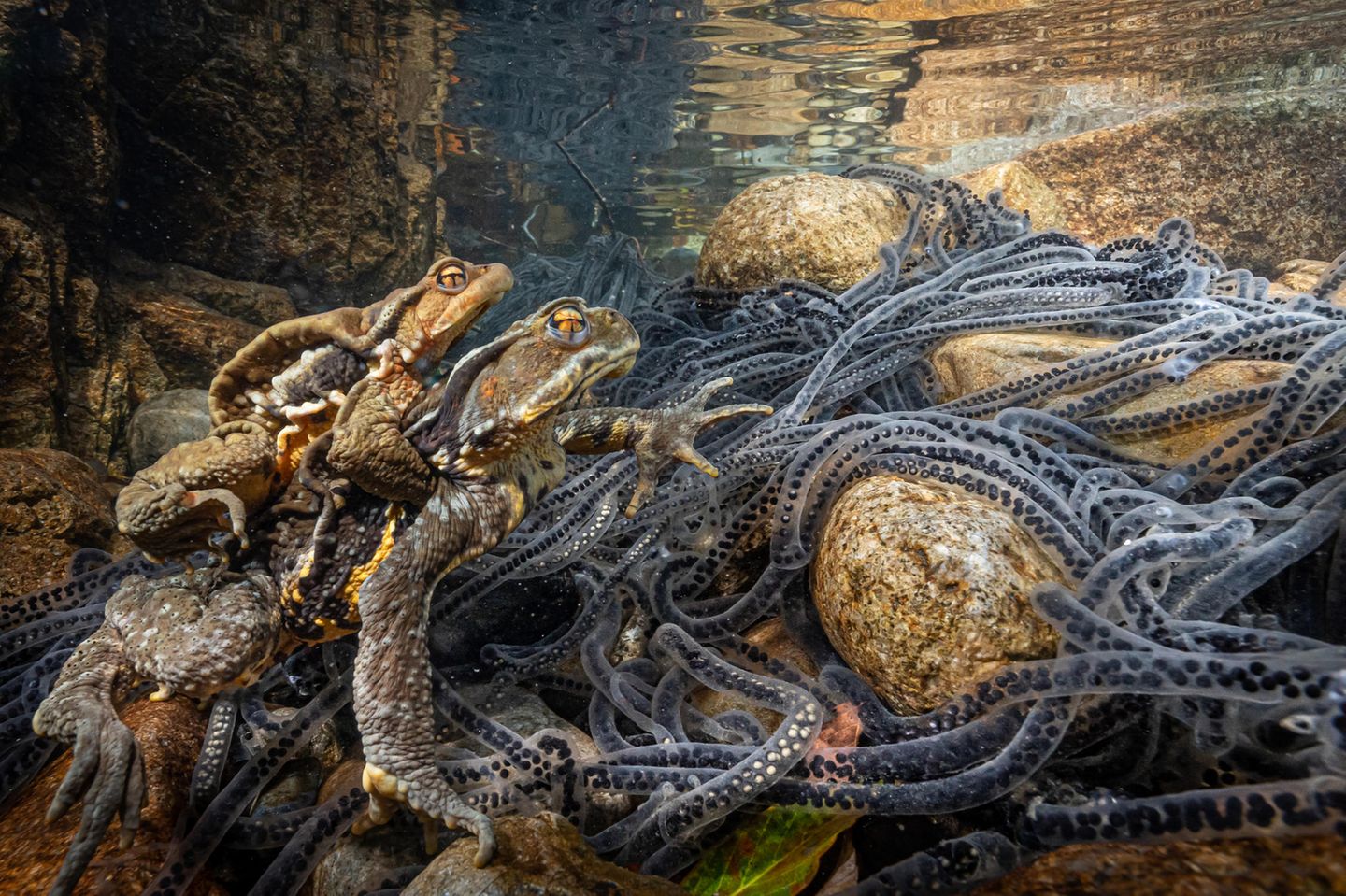 GOLD: NORIHIRO IKUMA, JAPAN  The ‘Japanese stream toad’ lives deep in the mountains of Owase in Mie, Japan and only comes down from the mountains to the river when it is time to spawn.