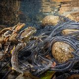 GOLD: NORIHIRO IKUMA, JAPAN  The ‘Japanese stream toad’ lives deep in the mountains of Owase in Mie, Japan and only comes down from the mountains to the river when it is time to spawn.