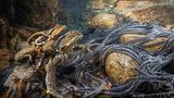GOLD: NORIHIRO IKUMA, JAPAN  The ‘Japanese stream toad’ lives deep in the mountains of Owase in Mie, Japan and only comes down from the mountains to the river when it is time to spawn.