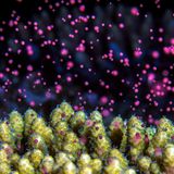 GOLD: TOM SHLESINGER, ISRAEL  Corals are animals, and this is how they reproduce and create new generations of baby corals. Usually, at the exact same time, thousands of corals of a given species along hundreds of kilometres of the reef reproduce by spawning egg-and-sperm bundles altogether into the open sea. These bundles will be carried away by the currents, mixing in the water, until they finally encounter a match—a sperm will fertilise an egg and new life will be created. Yet catching coral spawning is tricky business as it usually happens only once a year in a certain month of the year, on a specific night of the month, and at a certain hour of the night for a very short time window of only few minutes. In this photo, a close up of a branching coral spawn pinkish egg-and-sperm bundles.