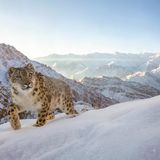 GOLD: SASCHA FONSECA, UNITED ARAB EMIRATES  A beautiful snow leopard triggers my camera trap high up in the Indian Himalayas. I captured this image during a 3-year DSLR camera trap project in the Ladakh region in northern India. The mystery surrounding the snow leopard always fascinated me. They are some of the most difficult large cats to photograph in the wild. Not only because of their incredible stealth, but also because of the remote environment they live in.