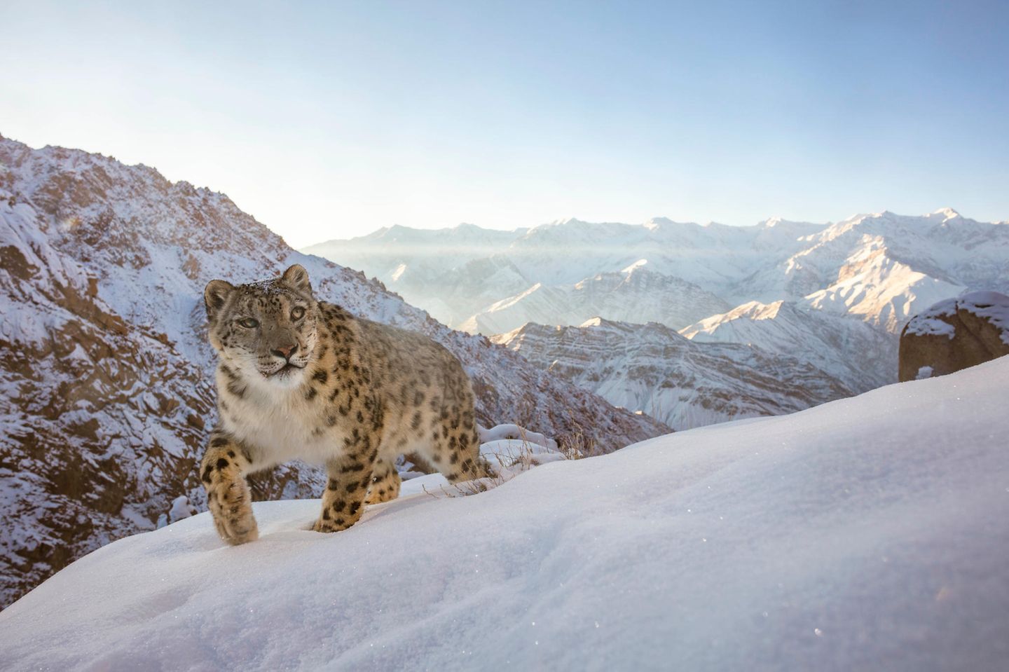 GOLD: SASCHA FONSECA, UNITED ARAB EMIRATES  A beautiful snow leopard triggers my camera trap high up in the Indian Himalayas. I captured this image during a 3-year DSLR camera trap project in the Ladakh region in northern India. The mystery surrounding the snow leopard always fascinated me. They are some of the most difficult large cats to photograph in the wild. Not only because of their incredible stealth, but also because of the remote environment they live in.