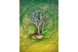 GOLD: JULIE KENNY, AUSTRALIA  The tree is seen as a sacred symbol, which carries significant meanings in both religious and spiritual philosophies. From above the surrounding sheep tracks combined with the fallen tree reminded me of the Tree of Life. While the aerial perspective focuses on the earth, you can see the pooled water in the sheep tracks reflecting hints of blue from the sky. While this represents many different things, for me it communicates the interconnection of all things, beginnings and endings, the cycling of life.