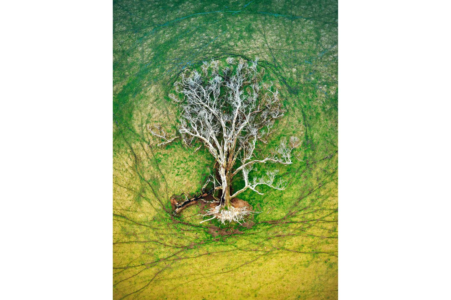 Gewinnerin der Kategorie "Pflanzen und Pilze": Julie Kenny GOLD: JULIE KENNY, AUSTRALIA The tree is seen as a sacred symbol, which carries significant meanings in both religious and spiritual philosophies. From above the surrounding sheep tracks combined with the fallen tree reminded me of the Tree of Life. While the aerial perspective focuses on the earth, you can see the pooled water in the sheep tracks reflecting hints of blue from the sky. While this represents many different things, for me it communicates the interconnection of all things, beginnings and endings, the cycling of life.