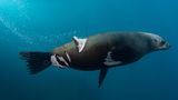GOLD: NICOLAS REMY, AUSTRALIA  An Australian fur seal shows a bad injury from a boat propeller. Shot in Port Kembla, NSW, Australia.