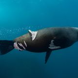 GOLD: NICOLAS REMY, AUSTRALIA  An Australian fur seal shows a bad injury from a boat propeller. Shot in Port Kembla, NSW, Australia.