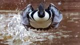 GOLD: CHARLES SCHMIDT, USA  A Male Hooded Merganser takes flight headed directly at me. I had been watching a pair of Hooded Mergansers in anticipation of them taking off. Ducks will often begin swimming more quickly when they are preparing to fly. I saw that they began to swim more quickly and thus was prepared to catch them taking off. I was luck that they headed directly towards me!