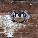 GOLD: CHARLES SCHMIDT, USA  A Male Hooded Merganser takes flight headed directly at me. I had been watching a pair of Hooded Mergansers in anticipation of them taking off. Ducks will often begin swimming more quickly when they are preparing to fly. I saw that they began to swim more quickly and thus was prepared to catch them taking off. I was luck that they headed directly towards me!