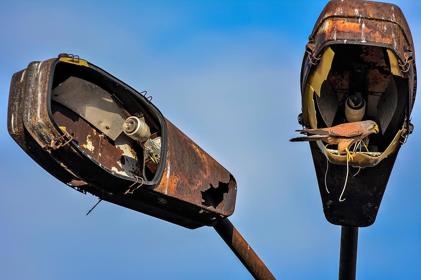 Gewinner der Kategorie "Städtische Wildnis": Vladislav Tasev GOLD: VLADISLAV TASEV, UK The common kestrel (Falco tinnunculus). A male kestrel perched in its nest, dilapidated old, tall and rusty street lamps that have become the bird's home. A place I wouldn't expect to see her. I took the picture at sunset to see the rust, the lamps and the bird in natural light. The photo was taken in the town of Stara Zagora near the Thracian University, in an abandoned parking lot near a small forest.