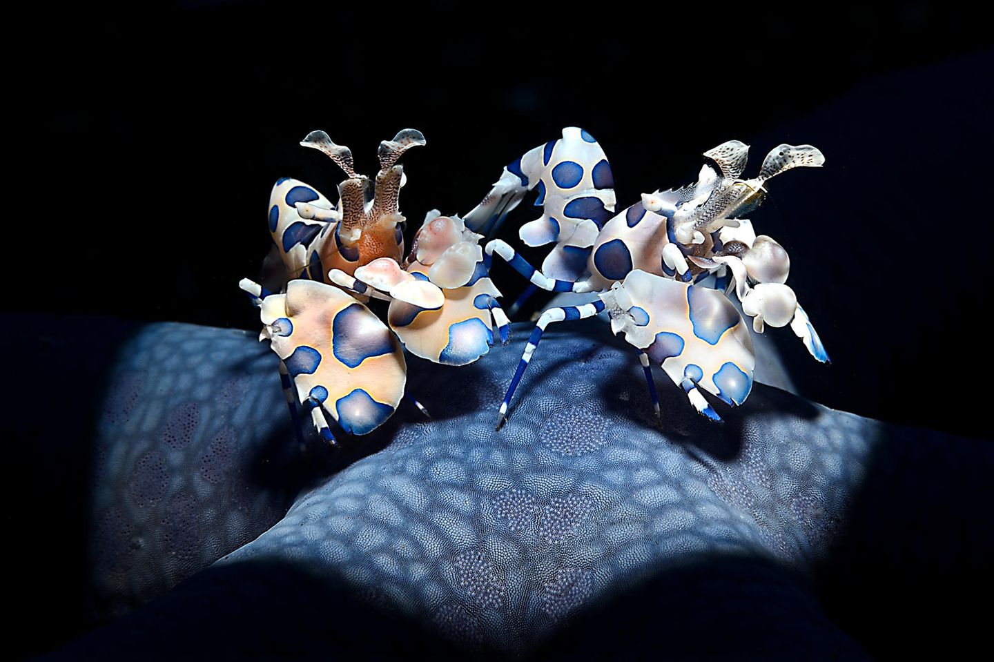 GOLD: ADRIANO MORETTIN, ITALY  A couple of Harlequin shrimps Hymanocera picta photographed with the snoot on the blue seastar Linkia laevigata in Lembeh strait, Indonesia.