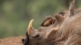 Tamas Aranyossy Hungary Red-billed Oxpecker Zimanga, South Africa Silver Behaviour - Birds