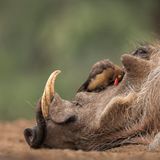 Tamas Aranyossy Hungary Red-billed Oxpecker Zimanga, South Africa Silver Behaviour - Birds